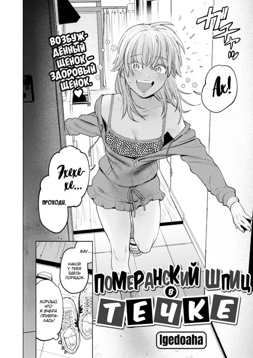 Померанский шпиц в течке Хентай манга и Додзинси
