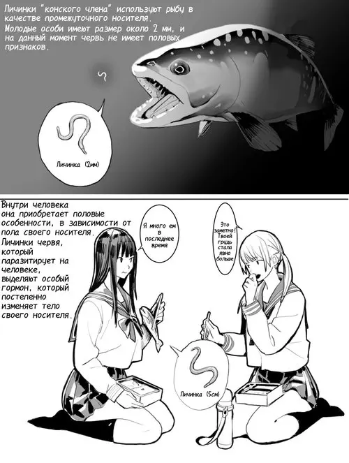 Oohariganemushi No Seitai / Цикл жизни кишечного червя-паразита